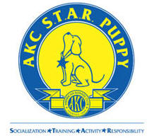 AKC Star Puppy